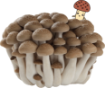 Picture of Hokto Organic Brown Beech Mushroom 3.5 oz