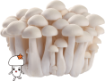 Picture of Hokto Organic Bunapi Mushrooms 100g