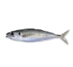 Picture of Ocean Farms Baby Round Scad (Nuc Thuon) Frozen 2Lbs Bag