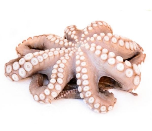 Picture of Octopus (Bach Tuoc) 2/4 Frozen Per Pound