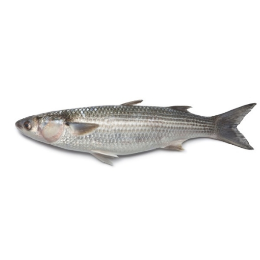 Picture of Fresh Mullet (Ca Doi Tuoi) By Pound