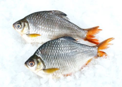 Picture of Tinfoil Barb (Ca He) Per Pound